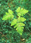 Gymnocarpium appalachianum Pryer and Haufler