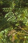 Gymnocladus dioicus (L.) K. Koch
