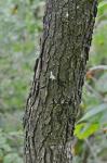 Gymnocladus dioicus (L.) K. Koch