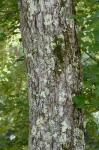 Gymnocladus dioicus (L.) K. Koch