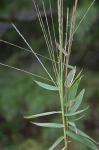 Gymnopogon ambiguus (Michx.) B.S.P.
