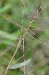 Gymnopogon ambiguus (Michx.) B.S.P.