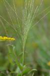 Gymnopogon ambiguus (Michx.) B.S.P.