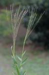 Gymnopogon brevifolius Trin.