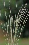 Gymnopogon brevifolius Trin.