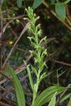 Habenaria repens Nuttall