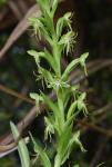 Habenaria repens Nuttall