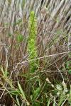 Habenaria repens Nuttall