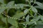 Hackelia virginiana (L.) I.M.Johnston