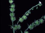 Hackelia virginiana (L.) I.M.Johnston