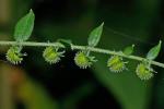 Hackelia virginiana (L.) I.M.Johnston