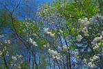 Halesia tetraptera Ellis