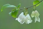 Halesia tetraptera Ellis