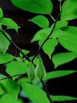 Halesia tetraptera Ellis