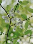 Halesia tetraptera Ellis