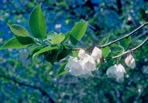 Halesia tetraptera Ellis