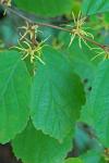 Hamamelis virginiana L. var. virginiana