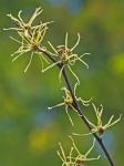 Hamamelis virginiana L. var. virginiana