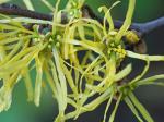 Hamamelis virginiana L. var. virginiana