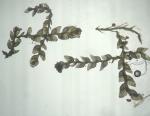 Harpalejeunea molleri (Steph.) Grolle ssp. integra (R. M. Schust.) Damsh. 