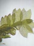 Harpanthus scutatus (F. Weber & D. Mohr) Spruce