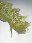 Harpanthus scutatus (F. Weber & D. Mohr) Spruce