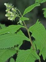 Hasteola suaveolens (L.) Pojarkova