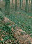 Hedera helix L.