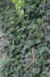Hedera helix L.