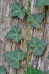 Hedera helix L.