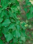 Hedera helix L.