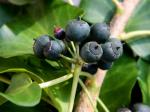 Hedera helix L.