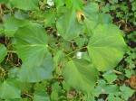 Hedera hibernica (G. Kirchner) Bean