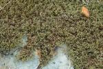 Hedwigia ciliata (Hedw.) P. Beauv.