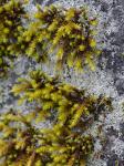 Hedwigia ciliata (Hedw.) P. Beauv.