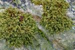 Hedwigia ciliata (Hedw.) P. Beauv.