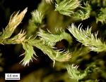 Hedwigia ciliata (Hedw.) P. Beauv.
