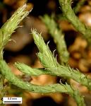 Hedwigia ciliata (Hedw.) P. Beauv.
