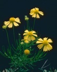 Helenium amarum (Raf.) H. Rock var. amarum