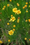 Helenium amarum (Raf.) H. Rock var. amarum