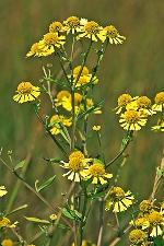 Helenium autumnale L.