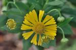 Helenium autumnale L.