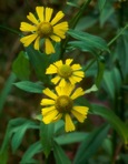 Helenium autumnale L.