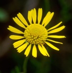 Helenium autumnale L.
