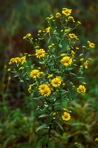 Helenium autumnale L.