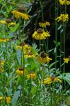 Helenium brevifolium (Nutt.) Wood