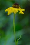 Helenium brevifolium (Nutt.) Wood