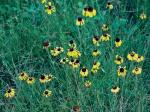 Helenium brevifolium (Nutt.) Wood