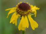 Helenium brevifolium (Nutt.) Wood