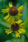 Helenium brevifolium (Nutt.) Wood